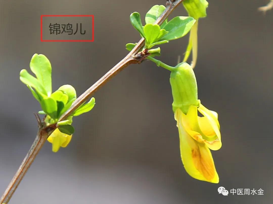 西医叫慢性肠炎中医叫什么,慢性肠炎看中医有效吗