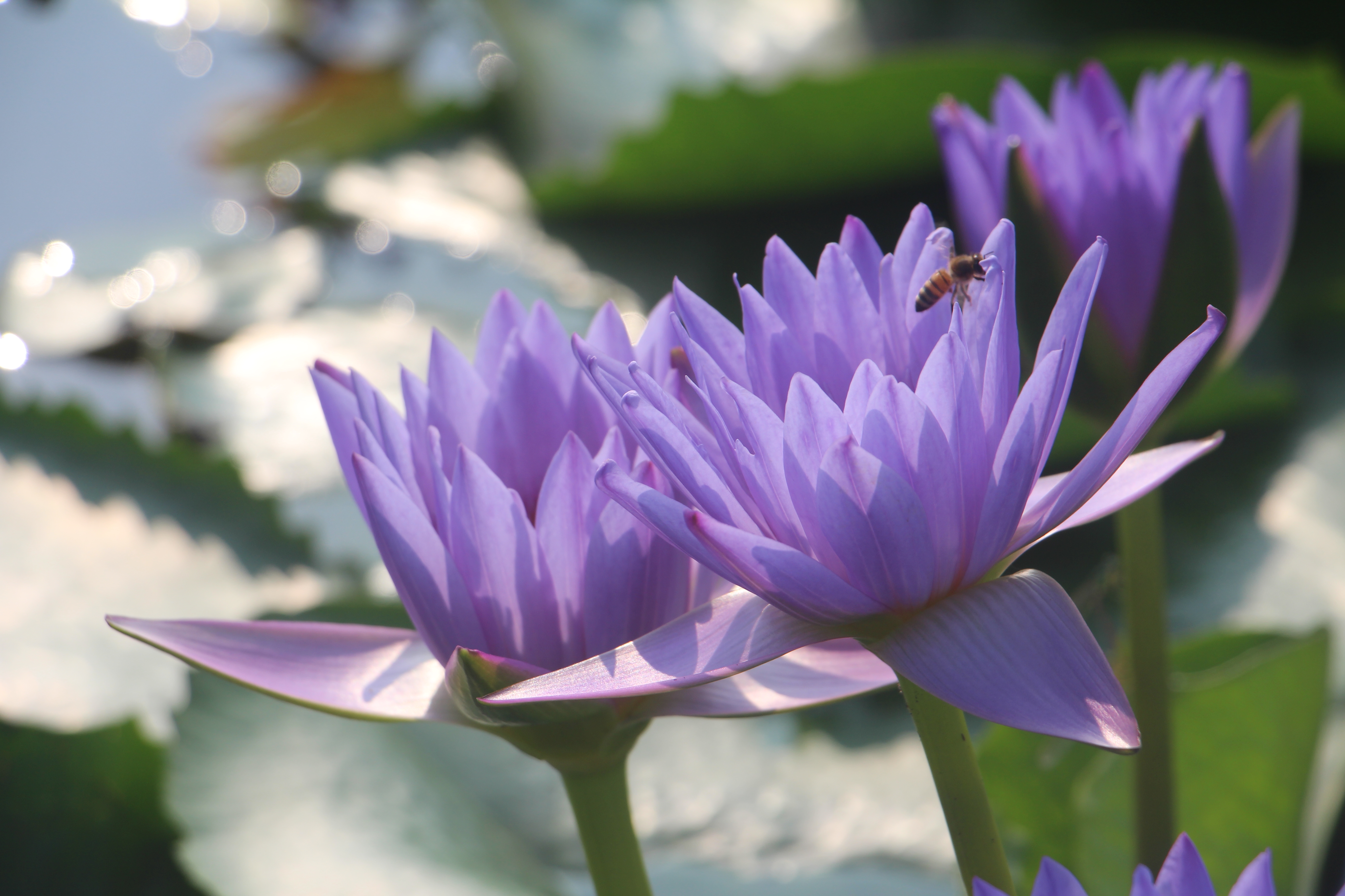 广西武宣县二塘石耇村：睡莲花开，扮靓乡村