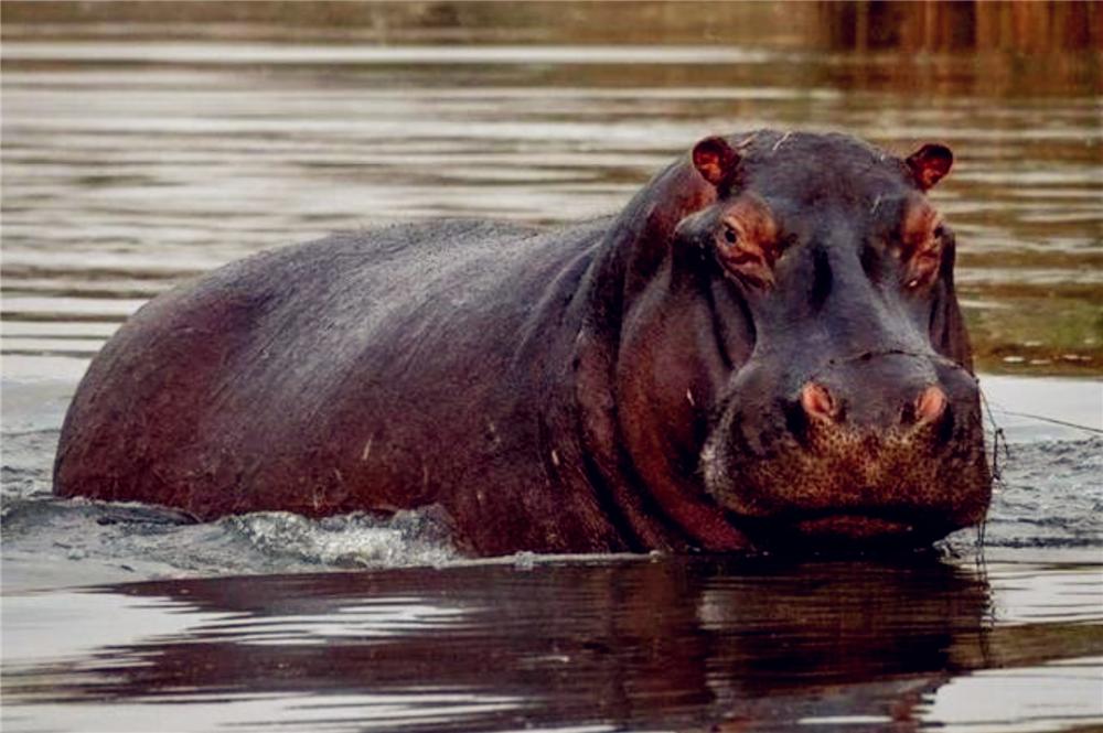 非洲狮偷袭小河马，被赶来的母河马救下，最后却落入公河马的嘴中