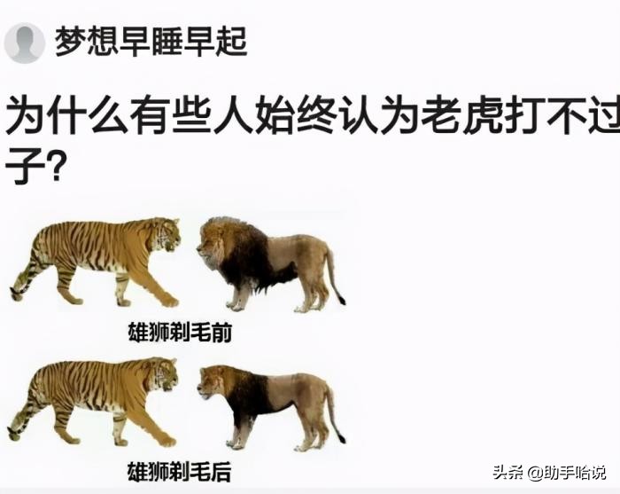 为什么老虎和狮子的争论那么大,为什么他们总说老虎打不过狮子