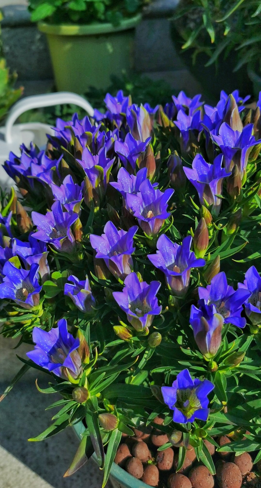 海洋之心花朵,海洋之心鲜花