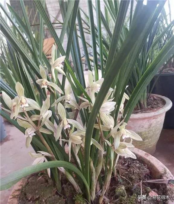 兰花春兰四大名品,兰花十大名品是哪些