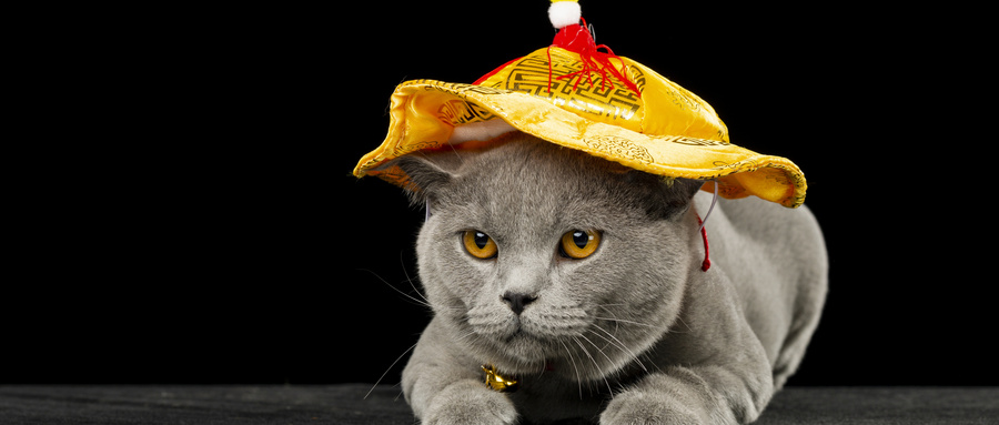 什么样的猫粮是好的,好的猫粮看哪些方面