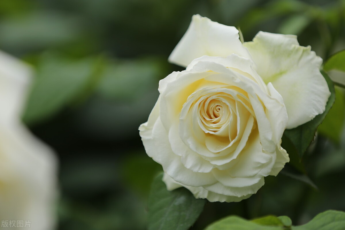 郁郁葱葱的多肉植物,适合阳光足的一年四季开花的植物