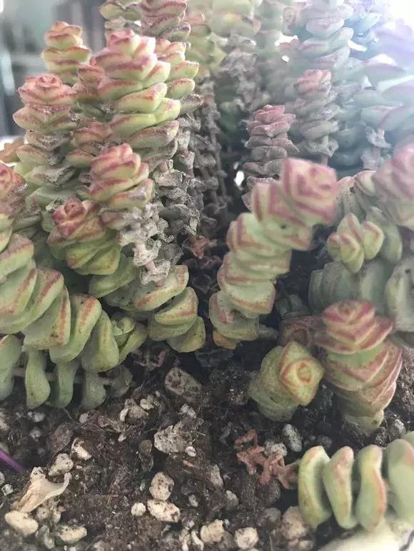 招财金钱木多肉怎么养,多肉钱串子风水摆放家里禁忌