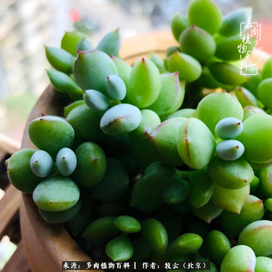 多肉植物生活,多肉生活充满诗意