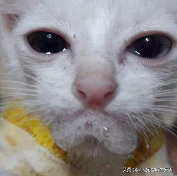 幼猫咪窒息如何抢救,猫咪敌敌畏中毒抢救视频