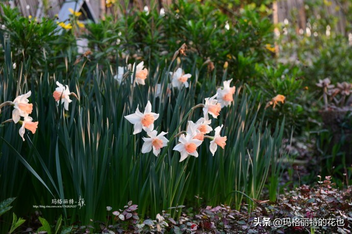 上海洋水仙,上海璞素上居民宿抖音团购