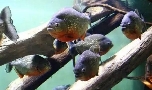 世界上最危险的两种树,世界上最危险的三个森林第三名