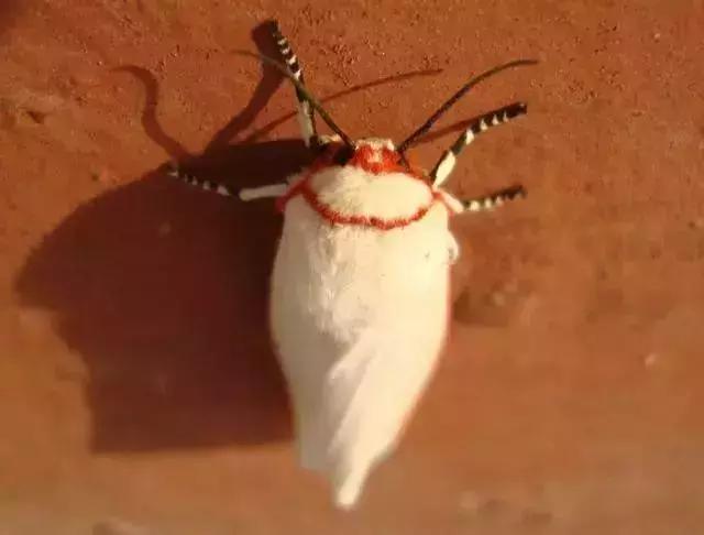 蔬菜苗期地下害虫防治,蔬菜害虫最佳防治方法