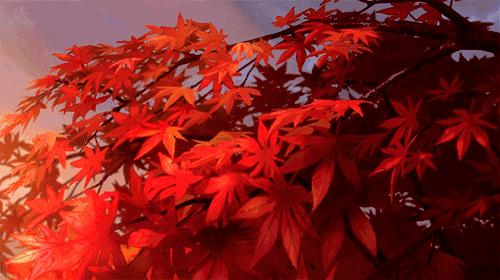 [秋叶之赋]秋日落叶漫漫，落叶归根，然而落叶有顽强的生命力