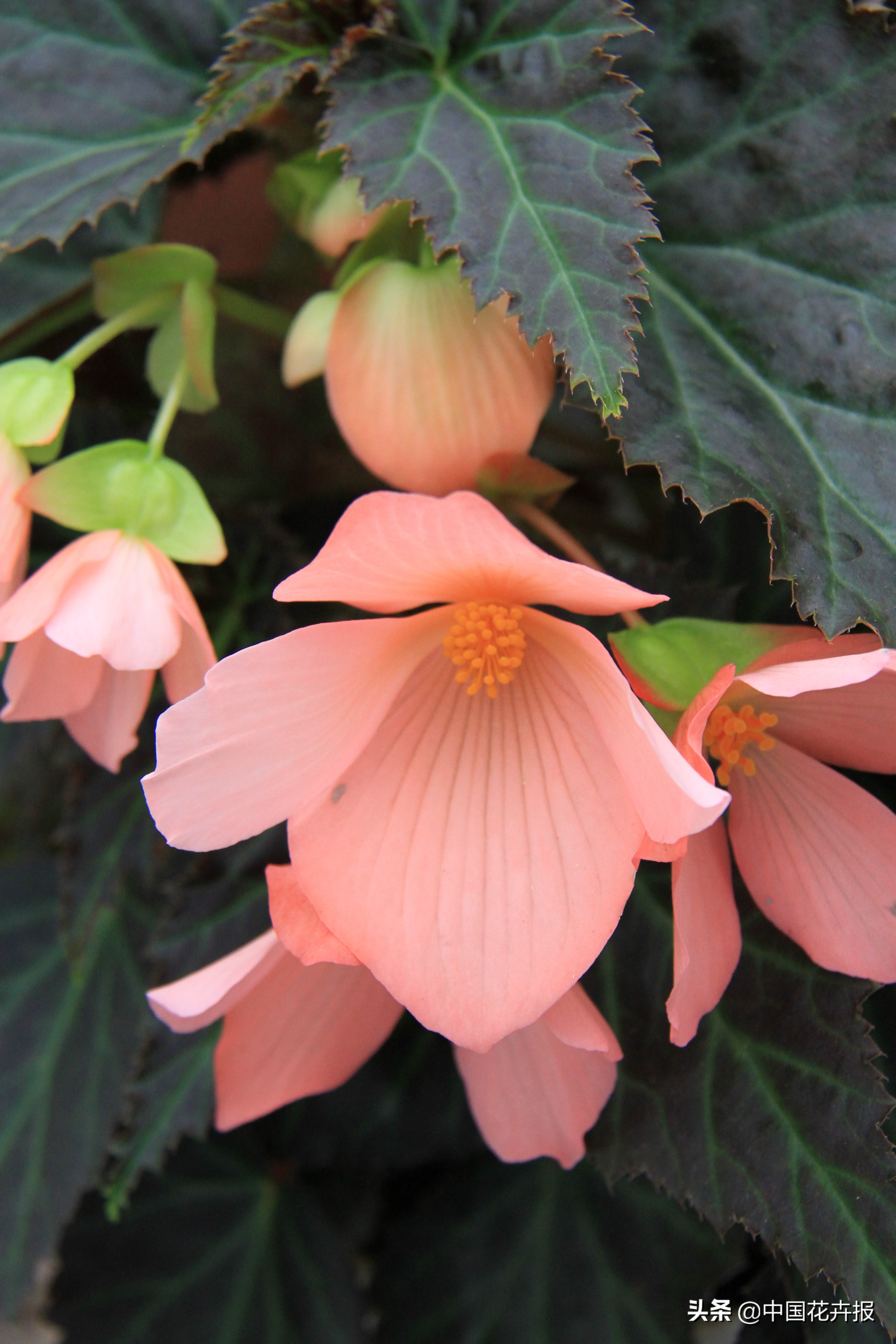 适合花园的花花草草,如何打造四季都有花的花园