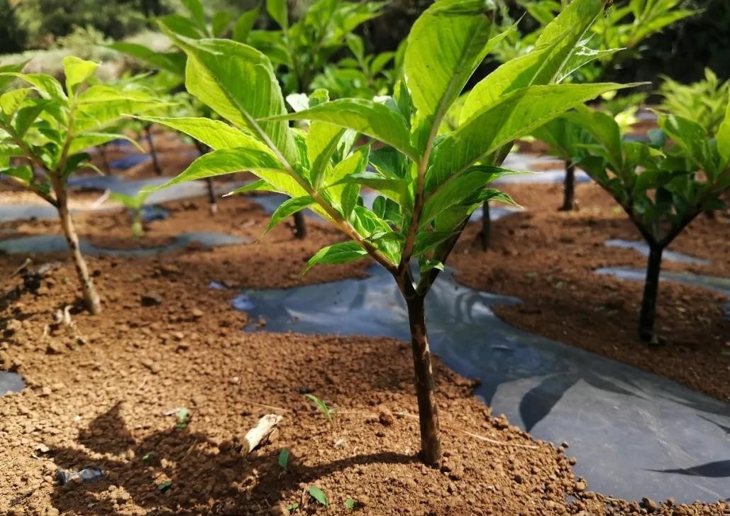 种植魔芋怎样才能赚钱快,种植魔芋一年能赚多少钱