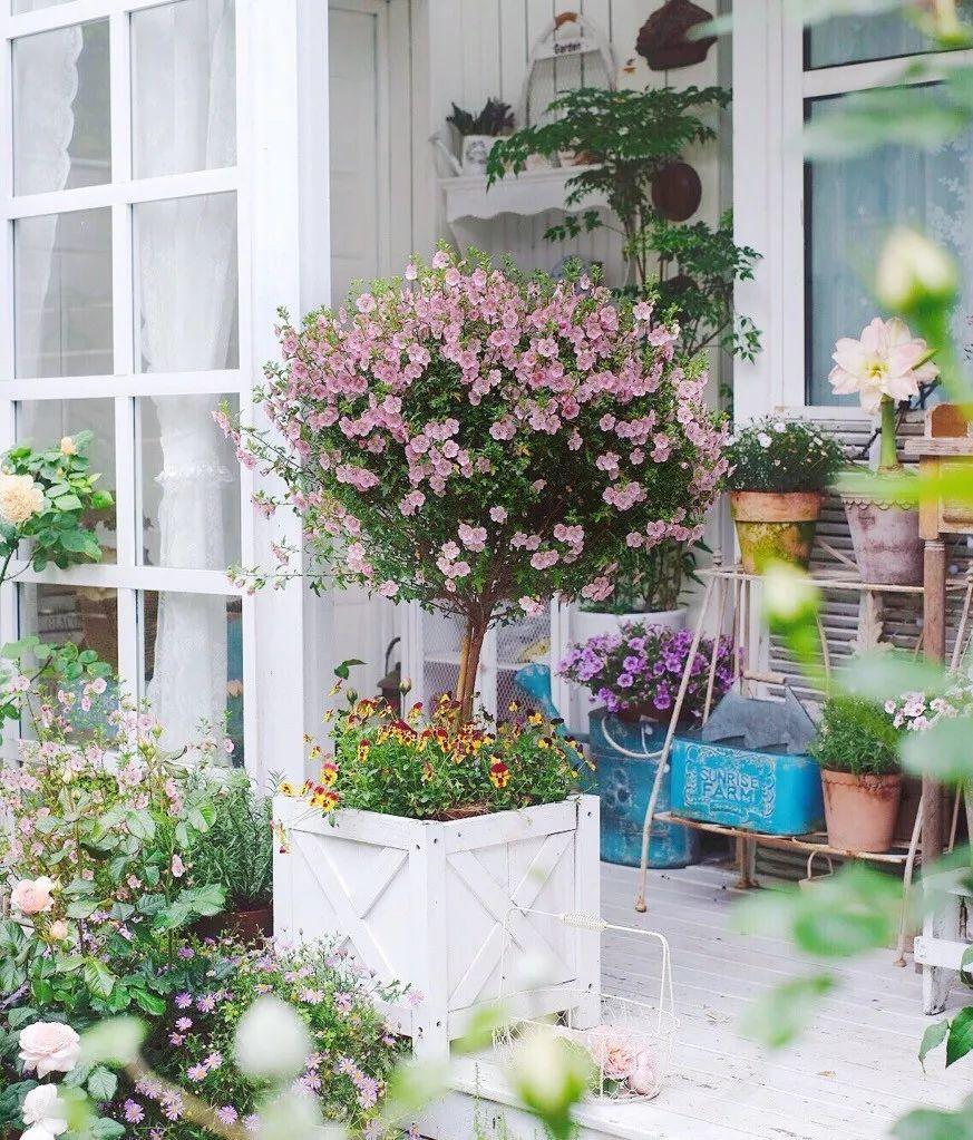 适合露台的棒棒糖开花植物,长得像棒棒糖的植物