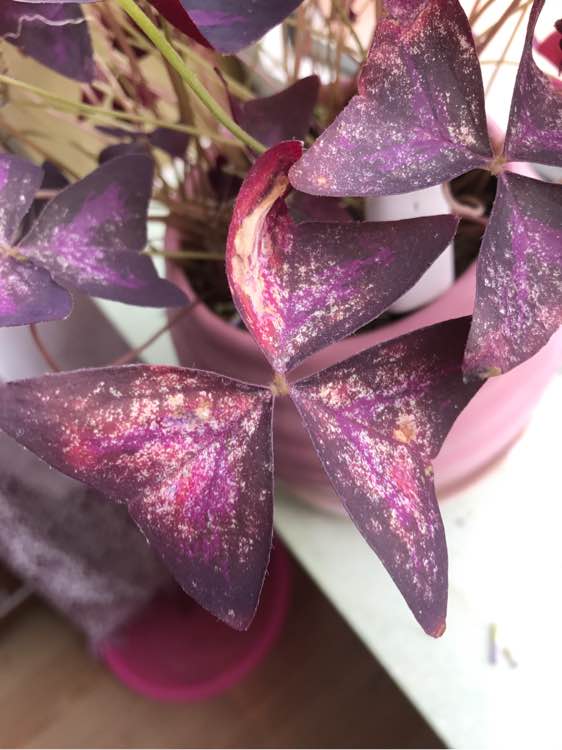 紫叶酢浆草分根方法,紫叶酢浆草种植多大间距