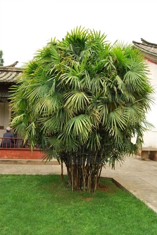 绿化带常见植物名称及图片,100种绿化带或路边常见的花草