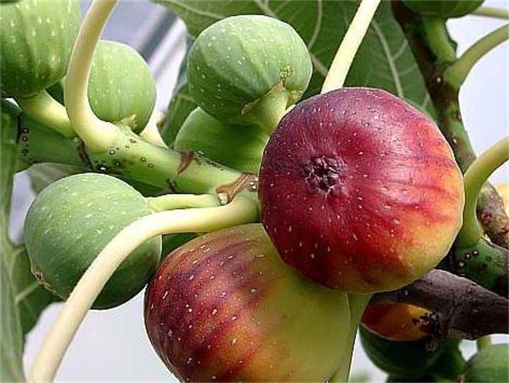 唐三镜真全粮杨俊丽：果酒技术-无花果酒的酿制方法及功效