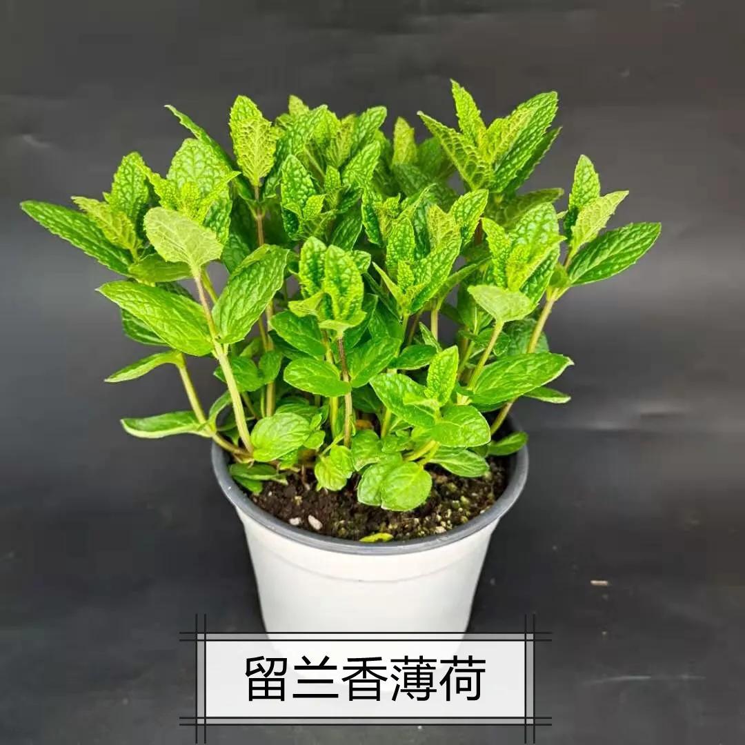 观花草本植物推荐,最具观赏性的观叶植物