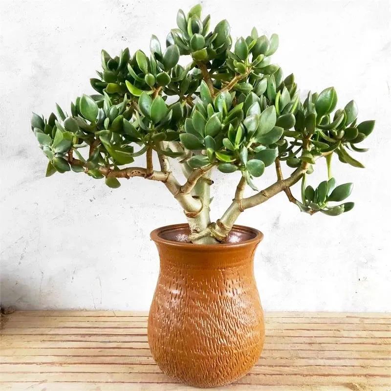 家里养花养得好代表什么,家里养花大全及寓意