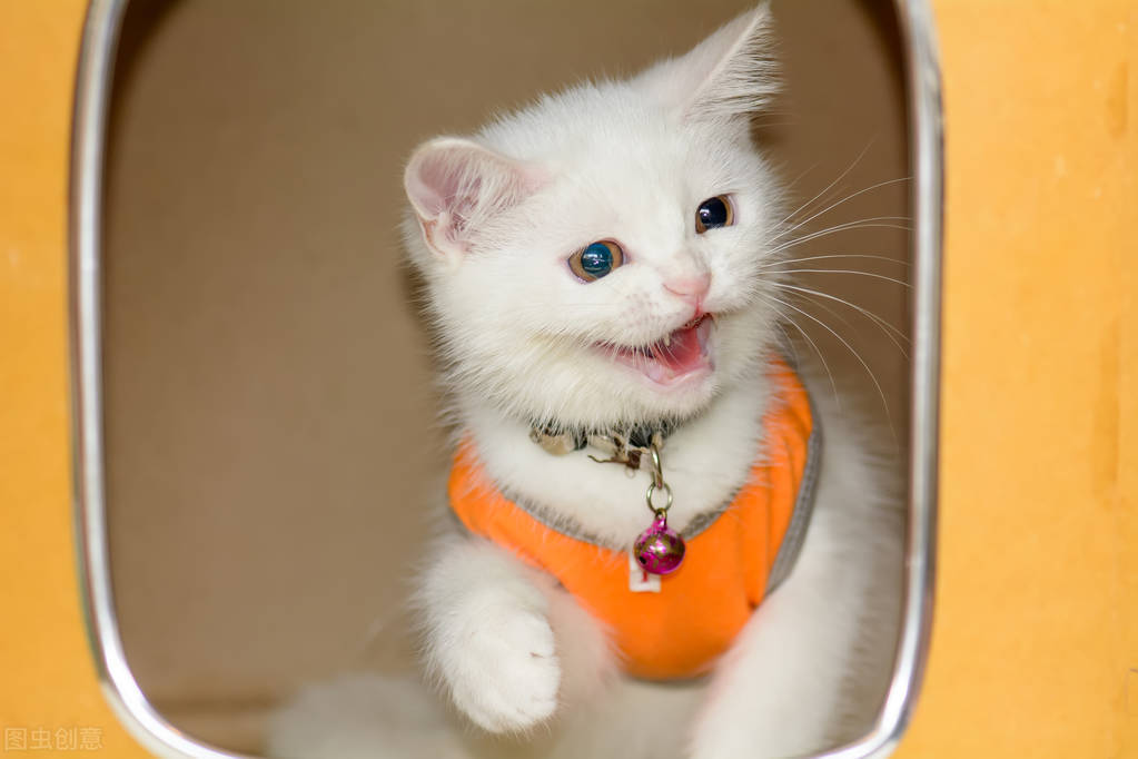 怎么让你家猫变得乖巧粘人爱抱抱,猫需要陪伴的时间大概多久