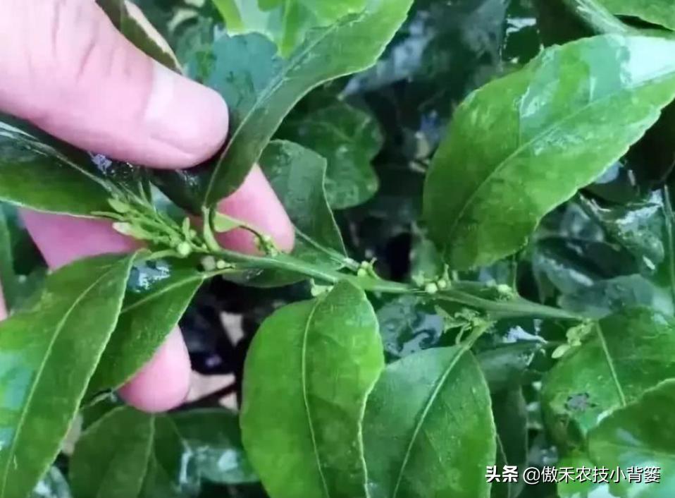 果树提高花芽分化的方法,果树花芽分化最佳方法