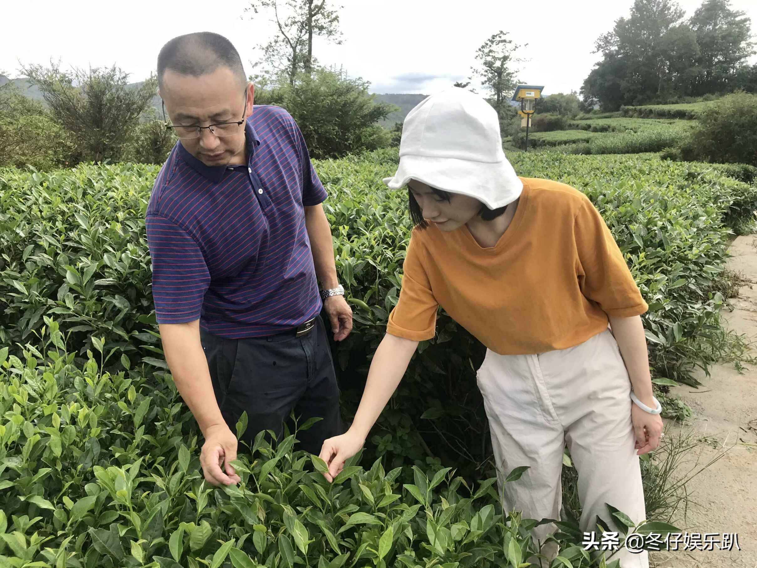 关于白茶的六大谣言,白茶过曝