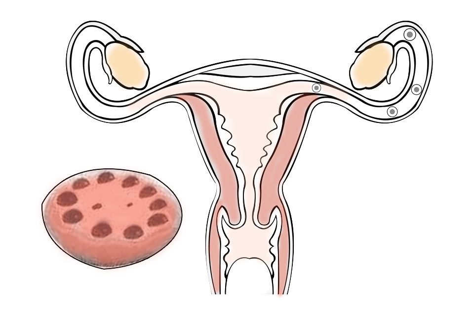5亿人口的迁徙，从男性到女性体内，小蝌蚪到底都经历了什么？