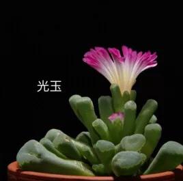 长寿花属多肉类植物,多肉类植物有哪些