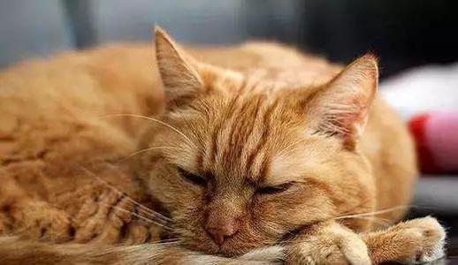 猫能活13年，你做好给猫咪养老的准备了吗？快收下这份养老手册