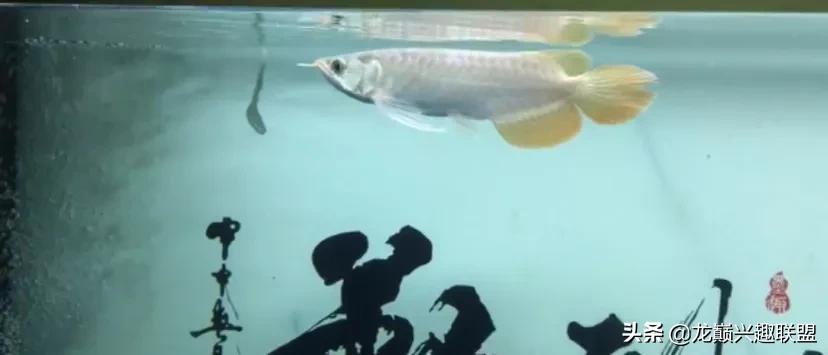 龙鱼兜嘴需不需要处理,龙鱼兜嘴怎么调理过来