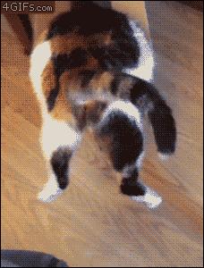 猫是不是液体动物 (戴伊丽莎白圈猫胡子会长长吗)