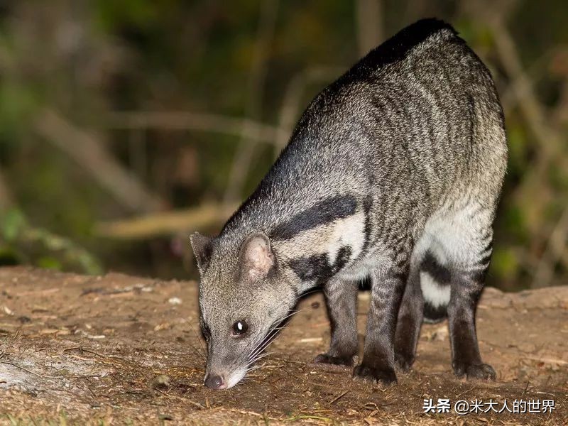 你知道这些皮草奢侈品是导致它已经在香港灭绝的主要原因吗？