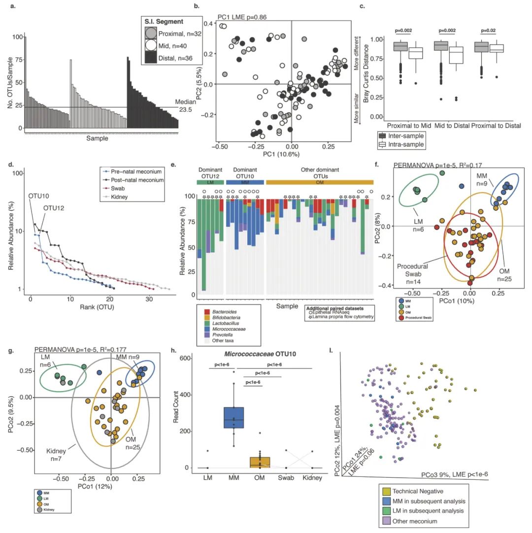 哪些菌可以在肠道定植,活菌在人体中可以存活吗
