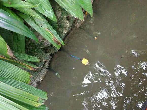 为什么河岸边石头缝里钓到的黄鳝更肥更大?老头给了我答案