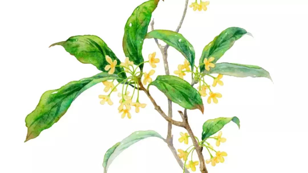 芦丹氏桂花香水是男香还是女香,爱马仕木质调香和东方调香的区别