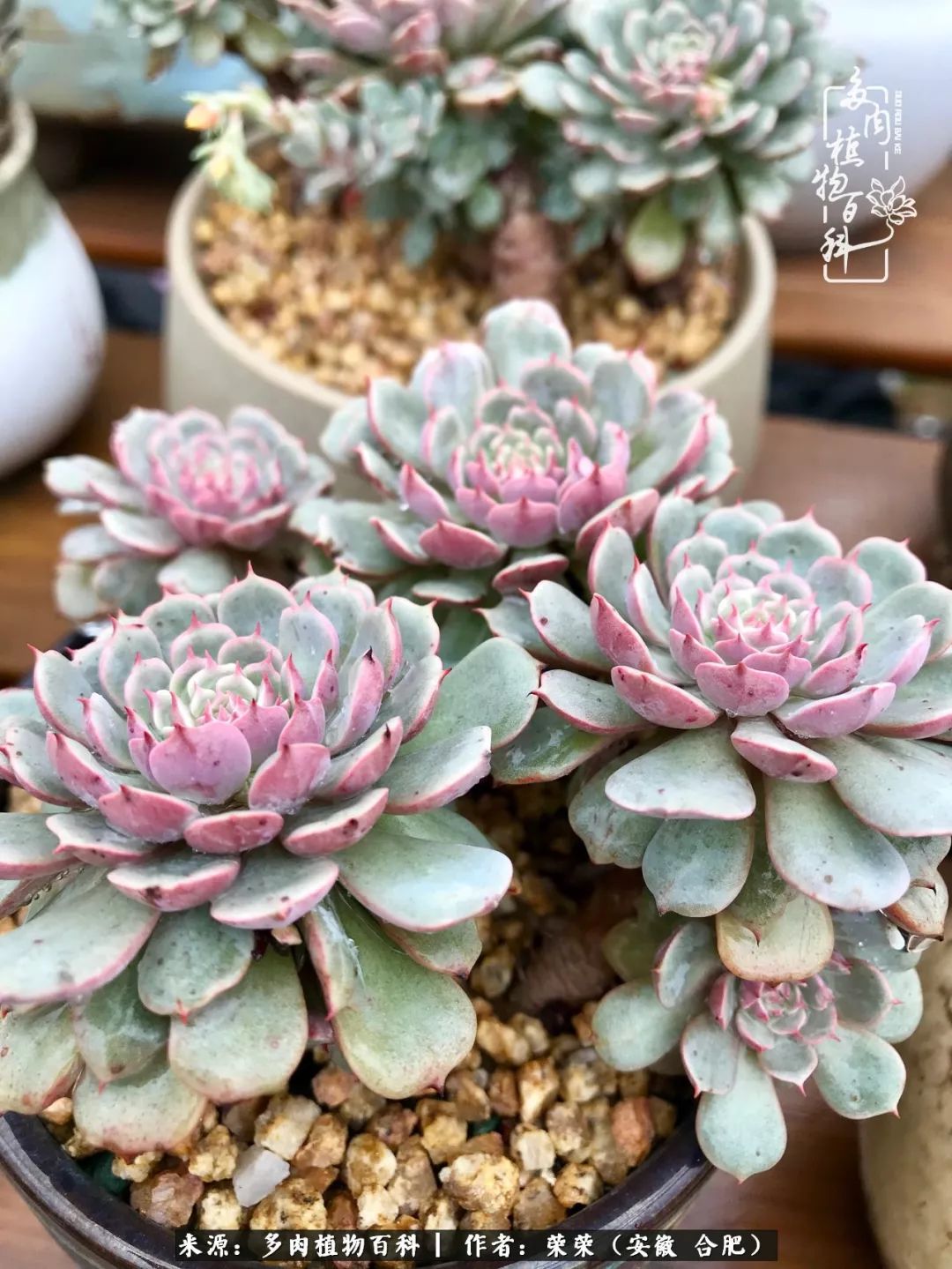 入秋后多肉是露养好还是室内养好,入夏后露养的多肉要搬进室内吗