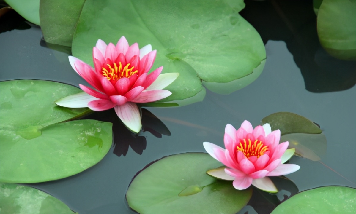 人过五十要学会做什么,活得明白的人的思维方式