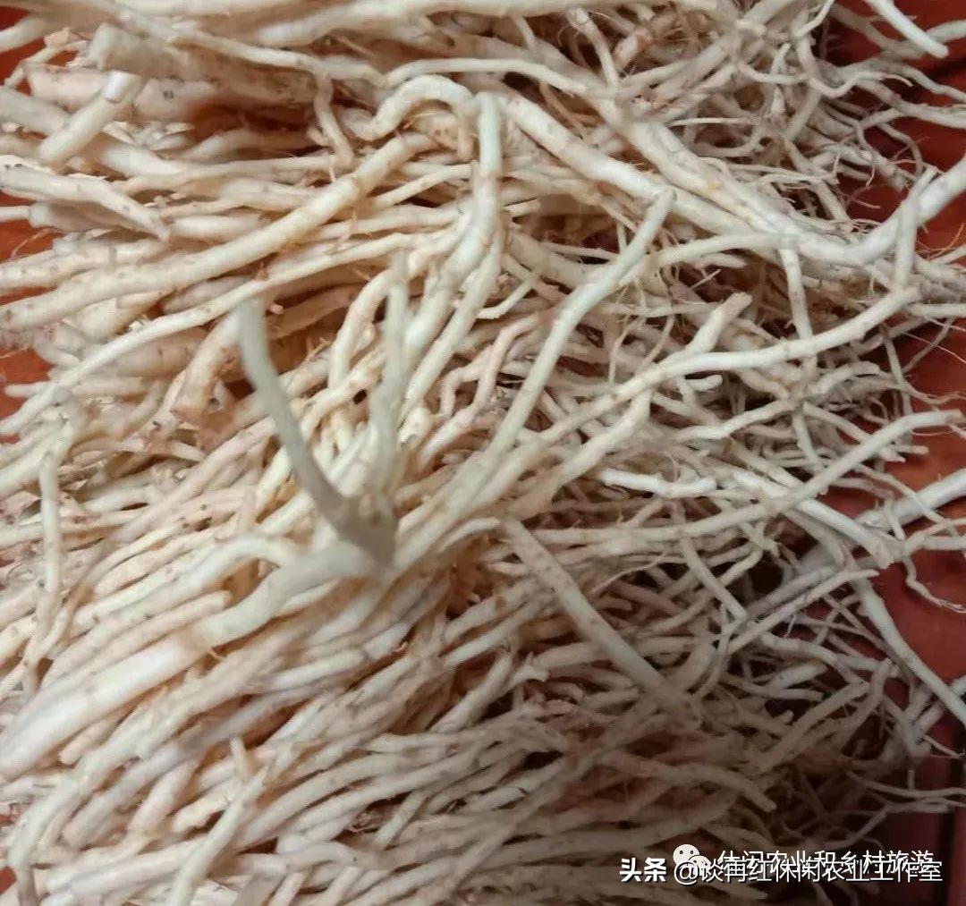 红果参的种植技术与市场前景,水果红果参的功效与作用