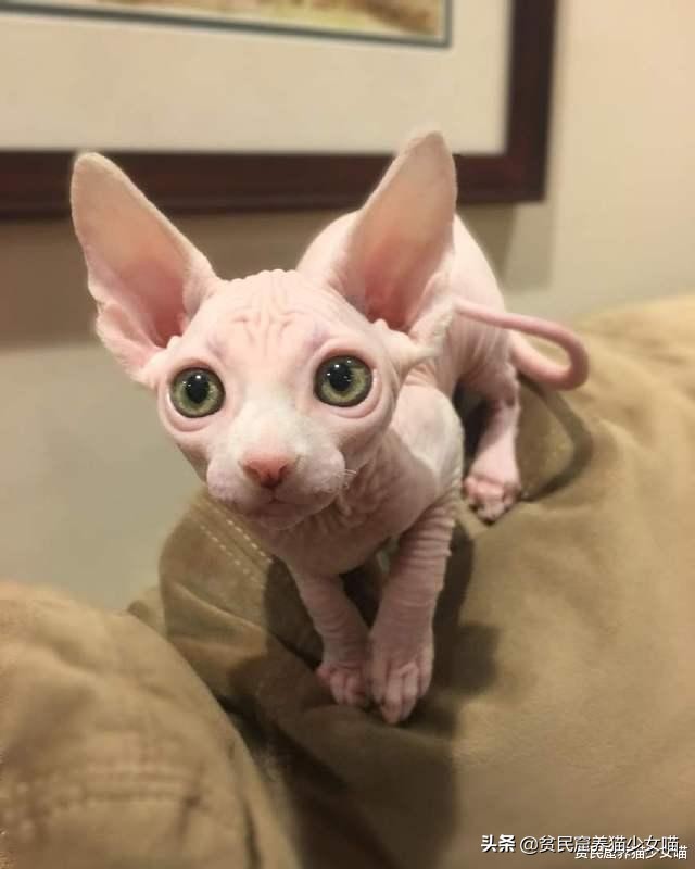 击破谣言，关于无毛猫的那些传言，有好几条都是人类想当然