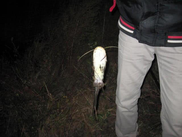 又到了钓淡水鱼的季节了,又到了钓翘嘴鳊鱼的季节