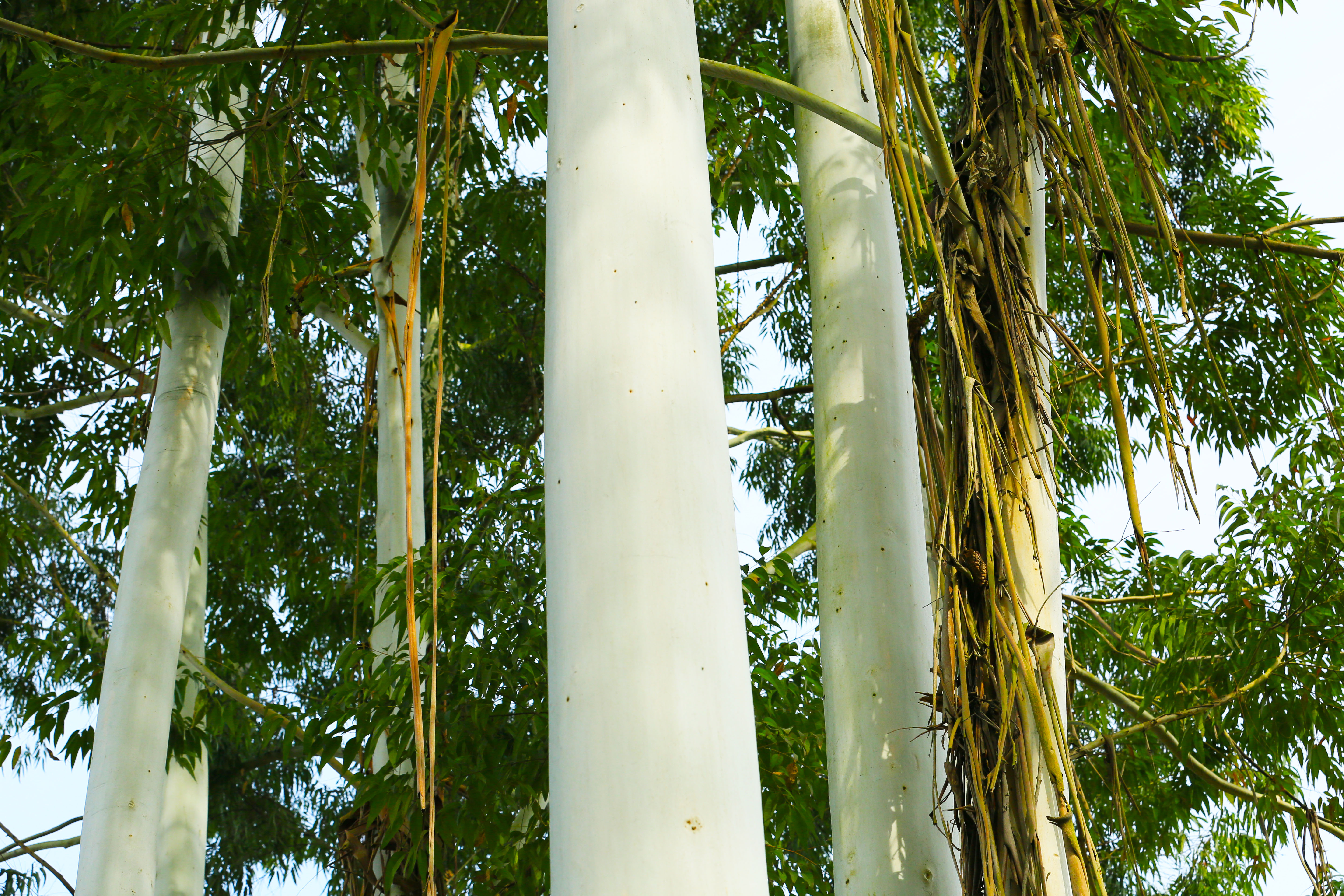 桉树林风景,自然生长的桉树林