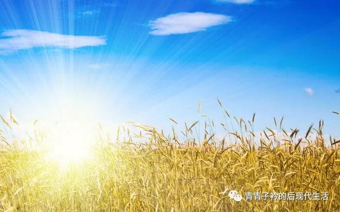 乐乐是只巴西龟，永远怀念它、感谢它的陪伴