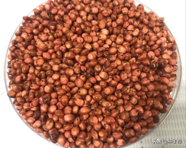 高品质高粱种植方法有哪些,种植什么品种的高粱收益高