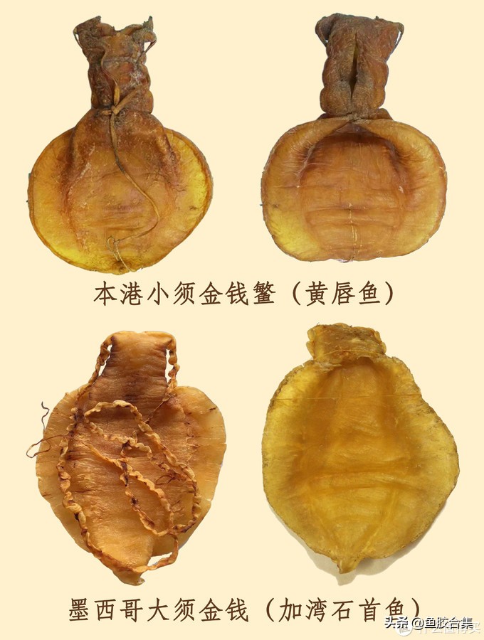 如何避免买鱼胶不踩雷区,选鱼胶怎么选科普