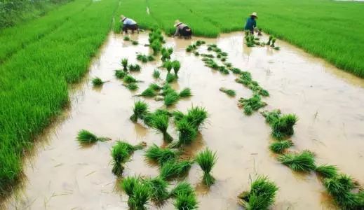三农行业新闻,三农热点事件及评论