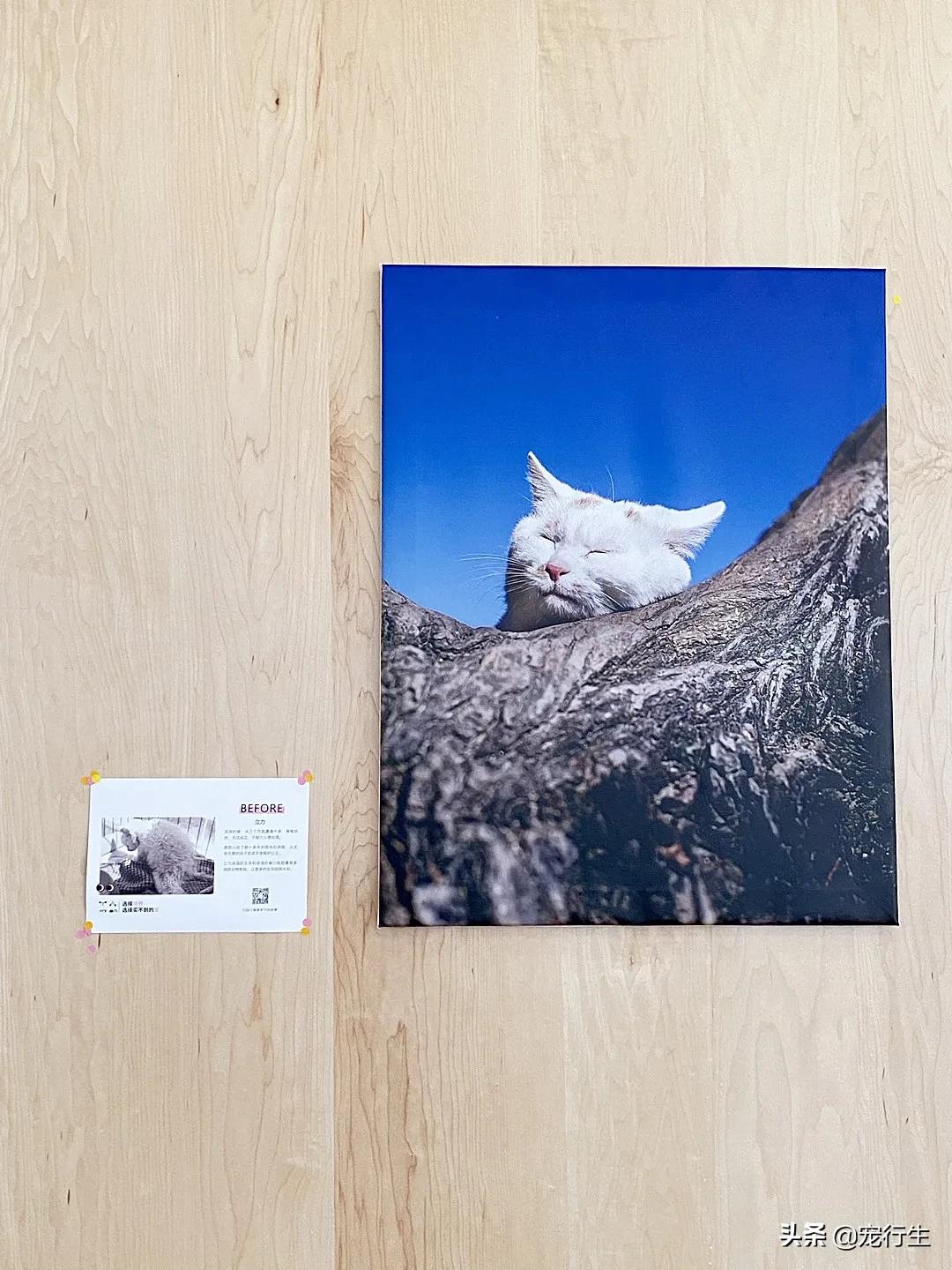 这家宠物快闪集市，怎么拍都好看，学会用宠物视角看世界