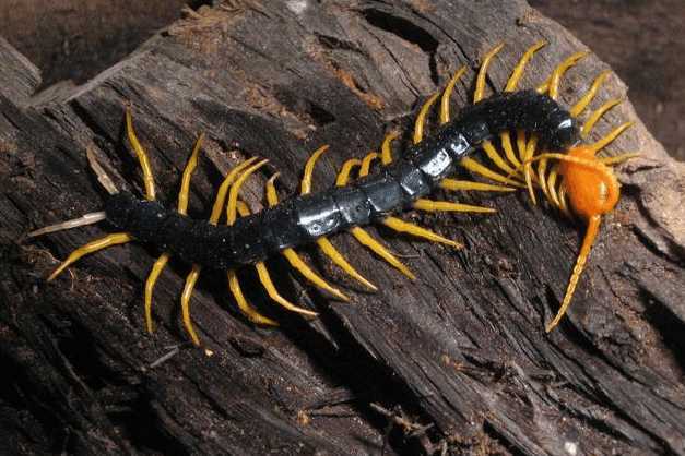 世界上最毒的蜈蚣排行,毒蜈蚣十大排行榜