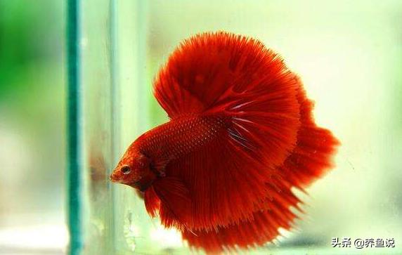 斗鱼怎么样才算是养好了,斗鱼如何养到最佳状态