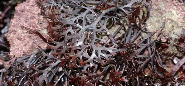 给孩子吃什么会影响智商,给孩子吃有毒的食物