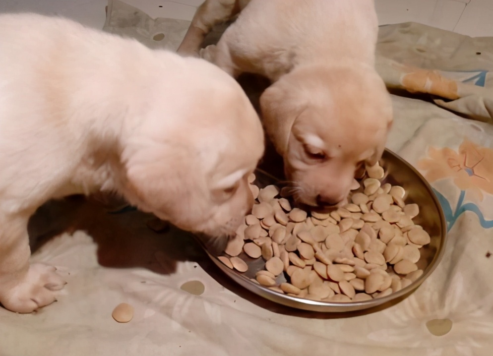 狗狗拉肚子最好的解决方法,狗拉肚子如何物理治疗